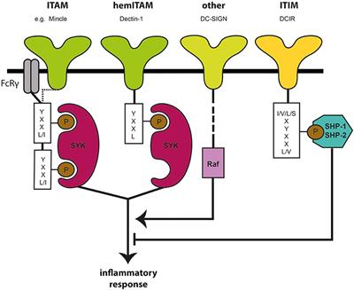 Various Tastes of Sugar: The Potential of Glycosylation in Targeting and Modulating Human Immunity via C-Type Lectin Receptors